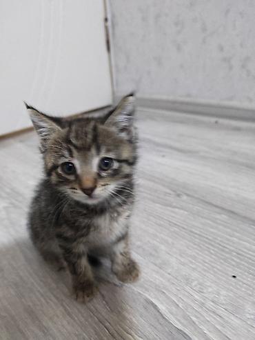 pişik adları azerbaycanca: Dişi, Yaxşı əllərə, Ünvandan götürmə — 1