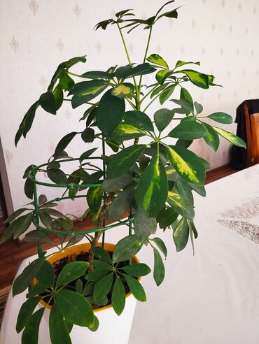 Диффенбахии: Диффенбахии at lalafo.kg — 7 Диффенбахии: Диффенбахии — 7