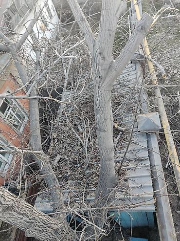 Спил деревьев, заготовка дров: Спил дерево 🌲 опытный пилшик бак кыйабыз отун аралайбыз Терек тополь — 4