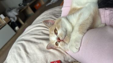 домашний кролик: Мышык бекер берилет: Породасыз, 3 айлык, Эркек, Эмделген, Курттардан тазаланган, Лотокко барууга үйрөтүлгөн