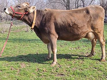 Коровы, быки: Продаю | Корова (самка), Бык (самец) | Швицкая | Для молока | После отела, Искусственник — 11