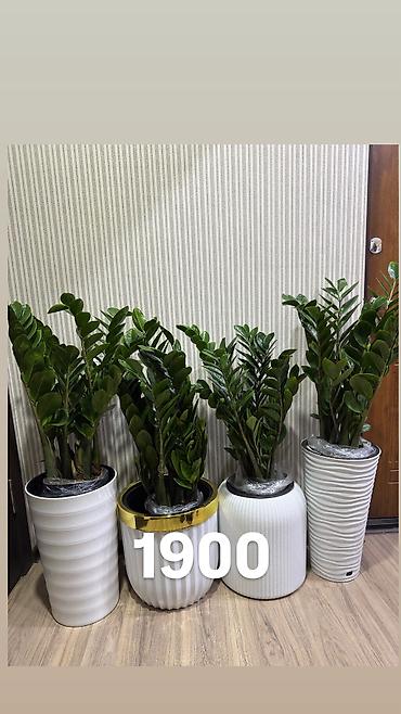 Другие комнатные растения: Комнатные цветы, цены написаны на фото — 23