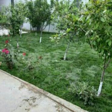 Toxumlar: Qazon si̇fari̇şi̇ həyət və villalar ücün yüksək kefiyətli qazon — 4