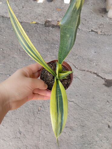 Комнатные розы: Продаю цветы все цены разные, находится в Кара Балте — 5