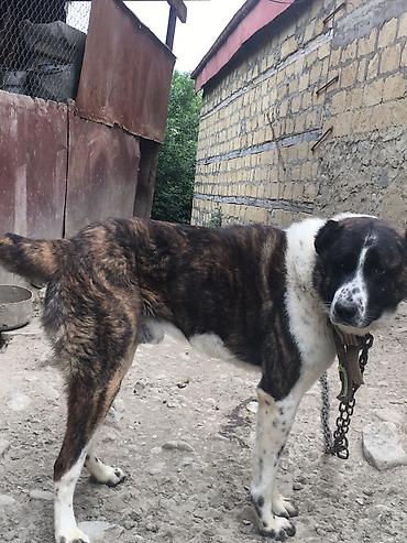 alman ovcarkası satılır: Kanqal, 2 il, Erkək, Cütləşmə üçün, Ünvandan götürmə — 2