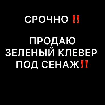 сүт багытындагы эчкилер: Зелёный клевер под сенаж. - Свежескошенная масса клевера, оптимальна — 1