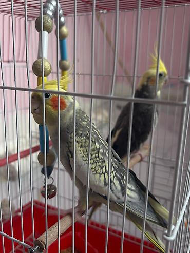 heyvan yemi: Məhsul: Nimfa (Cockatiel) cütü və qəfəs dəsti Təsvir: - İki ədəd — 3
