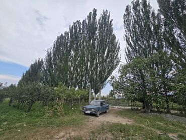 ысык коль: Продаются тополя. Местонахождение с. Барскоон, Джети-Огузский район