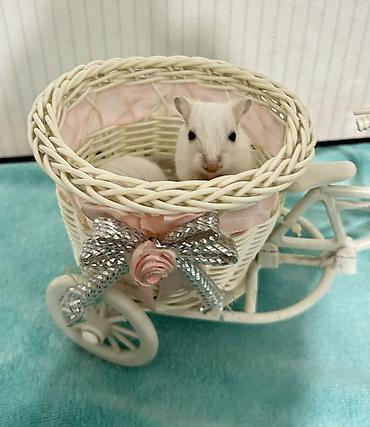 Другое: Продаю малышей монгольских песчанок. Возраст 1 месяц. 3 девочки и один — 10