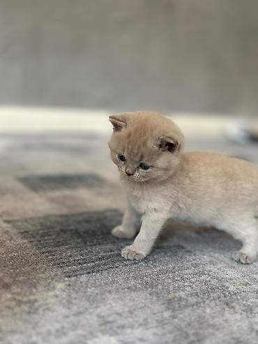 возьму кота: Шотландские вислоухие котята (Scottish Fold), окрас голубой — 6