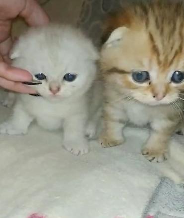 Pişiklər: Şotland — 10