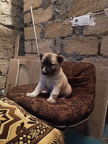 Alabay, 1 ay, Dişi, Ünvandan götürmə