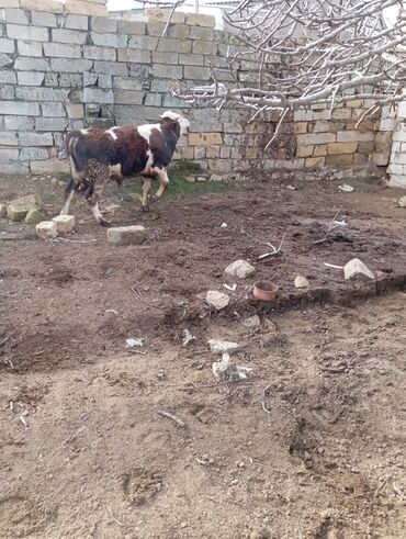 Dana, buzov: 11 aylıq əkəy dana 150 kilo əti var damazlıq yarayır ətdiyə də — 10