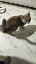 pişik daşıma: Sahiblendirilir 4 yawi var britan qarwiqdi hamiledi yaxwi etibarli