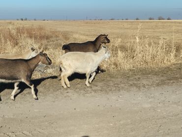 Козы, козлы: Продаю | Коза (самка) | На забой, Для молока — 6