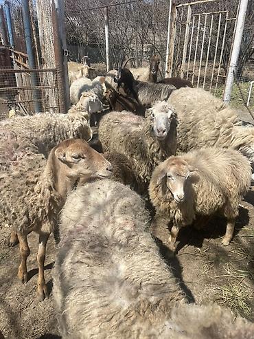 Qoyunlar, qoçlar: Qoyun və Keçi — təsərrüfat heyvanları - Növ: yerli qoyunlar və uzun — 14