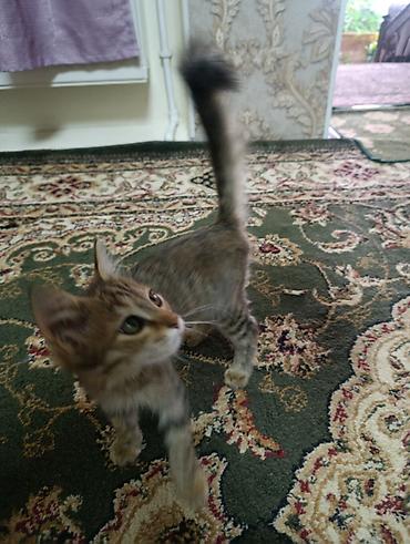 породистые кошки цена: Игривая полосатая котёнок - Описание: миниатюрный котёнок с короткой — 1