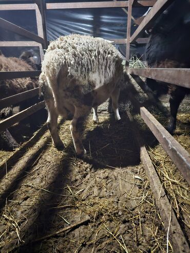 Баран, овца: Продаю | Баран (самец) | Для разведения | Осеменитель — 11