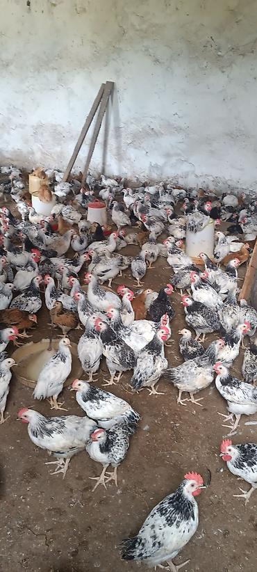 ördək balası və cücə: Məhsul: Yumurtalıq və ətlik yerli cins toyuqlar (xüsusilə ağ-qara — 4