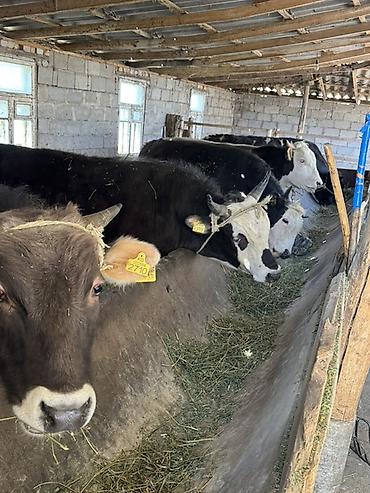 Коровы, быки: Продаю | Бык (самец) | На откорм, На забой | Привязанные — 1