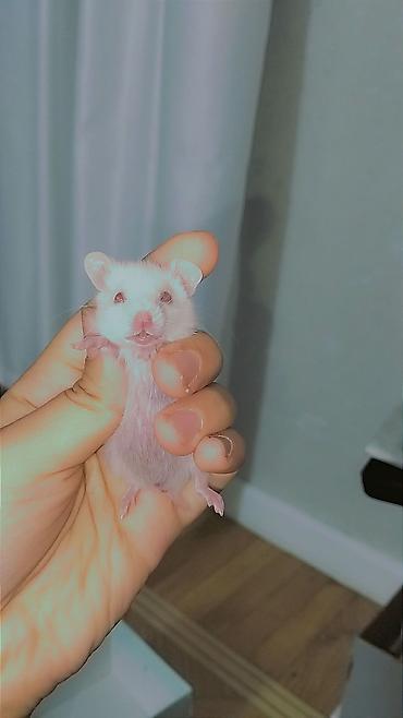 hamster satışı: 7 bala və 1 böyük hamster satılır. Qəfəs yalnız böyük hamsterlə — 5