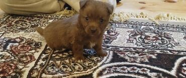İtlər: Bolonka, 1 ay, Erkek, Ünvandan götürmə