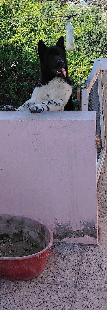 alman itleri: Akita-inu, 2 il, Erkək, Cütləşmə üçün, Pulsuz çatdırılma — 3