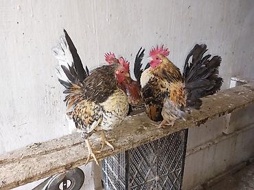 Toyuqlar: Toyuq, Damazlıq — 7