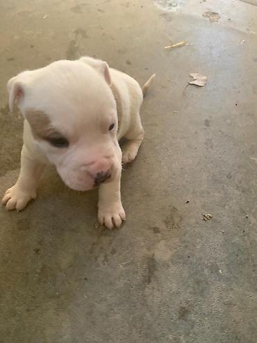 Продажа собак: Питбуль, 1 месяц, Самец at lalafo.kg — 4 Продажа собак: Питбуль, 1 месяц, Самец — 4