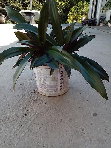 фарель ош: Растение комнатное “Рео багровое” (Tradescantia spathacea, синоним — 1