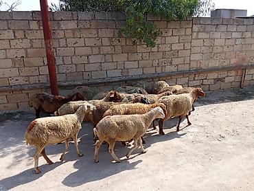 bakida cins ineklerin satisi: 1 baş qoyun 210 azn dir
doğmuş qoyunlardı 
qoçunu alıblar — 1