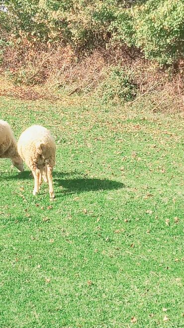 Quzu: Quzu, Erkək, ay: 7, 26 kq, Ətlik, Ünvandan götürmə — 7