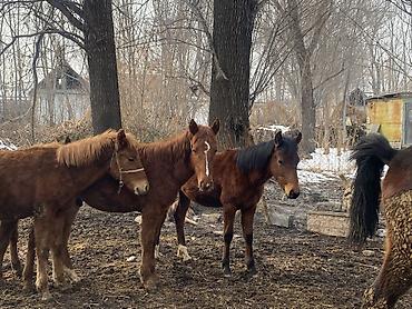 Лошади, кони: Продаю | Жеребенок | Полукровка | Рабочий — 4