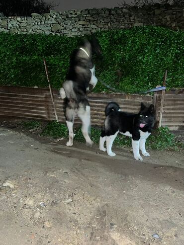 it adlari: Akita-inu, 4 ay, Dişi, Peyvəndli, Ünvandan götürmə, Ödənişli çatdırılma