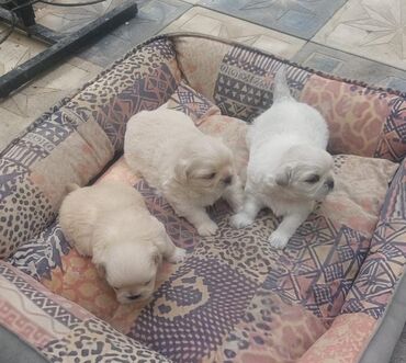 Divanlar: Pekines, 1 ay, Erkek