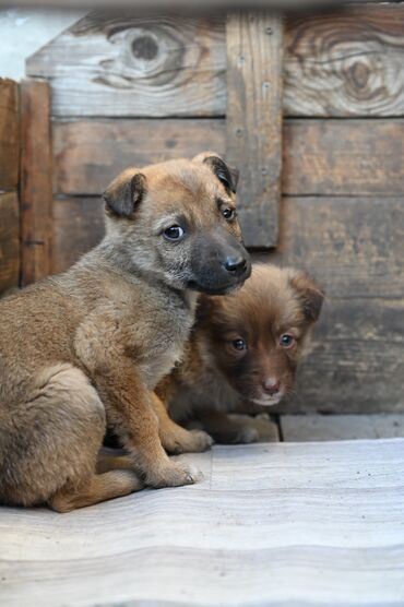 Отдам даром собаку: Собака даром: Дворняжка, 2 месяца, Самка — 9