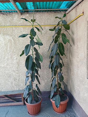 эшик уста: Комнатные растения — фикус эластика (Ficus elastica), крупнолистовые — 3