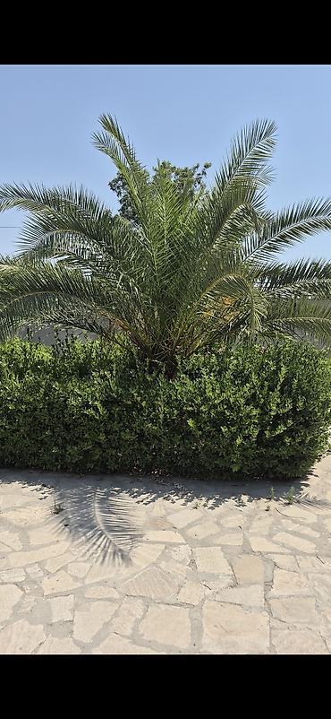 palma ağac: Finix palma 1.30 gövdenin boyu 2 eded agaclar heyetdedir dermani — 1