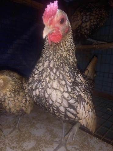 Куры, петухи: Продаю | Куры | Для разведения — 3