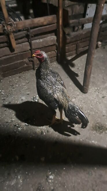 Коровы, быки: Məhsul: Uzunboyun, möhkəm skeletli döyüş tipli xoruz (yanında eyni