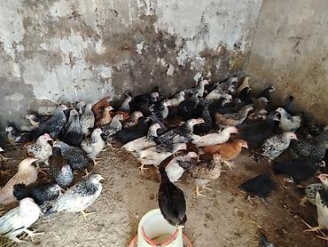 Quşlar: Salam 60 gumluk cucelerdir 100 ededdiricinde coxlu sayda xarkov — 1