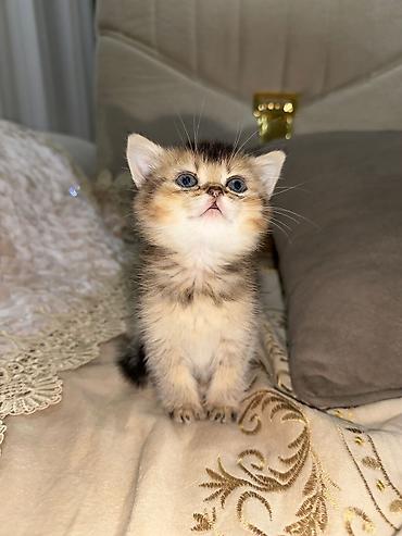 Pişiklər: Britan — 9