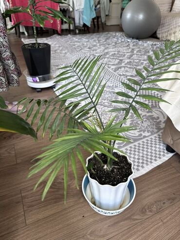 Замиокулькас (Долларовое дерево): Замиокулькас, также известный как долларовое дерево, представлен в — 7