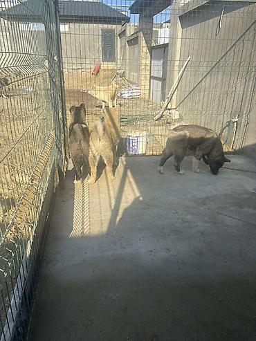 it satisi 2020: Akita-inu, 6 ay, Erkək — 7