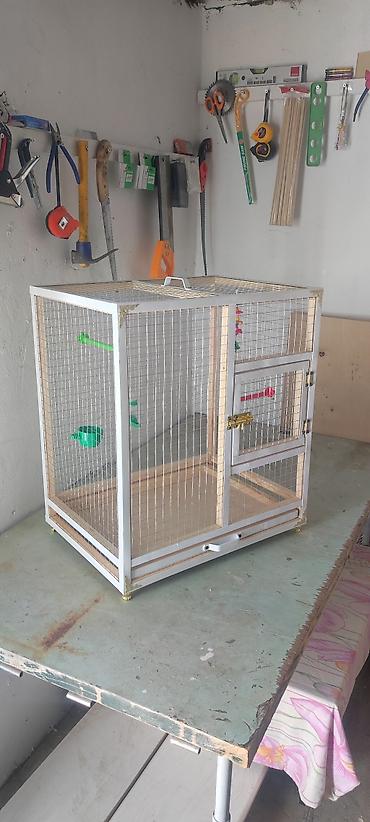kiçik heyvanlar: Papuqay,dovşan,hamster,şinşila,bildirçin,cücə,xamyak,pişik,quş,tısbağa — 2
