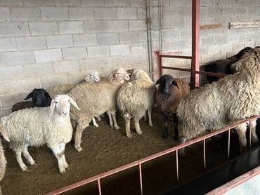 Бараны, овцы: Продаю | Овца (самка) | На забой | Матка, Ярка — 15