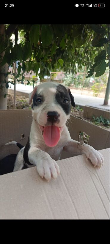 pişik 1 azn: Pitbul, 1 ay, Erkek, Peyvəndli, Ödənişli çatdırılma