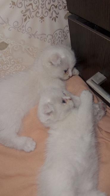 ищу котят: Им два месяца /Белоснежные плюшевые котята с аккуратными сложенными — 3