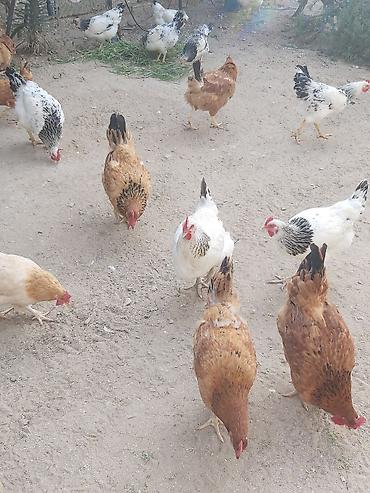 kend toyuqlari satisi: Təbii şəkildə həyətdə bəslənən ev toyuqları - Növlər: qarışıq yerli — 7