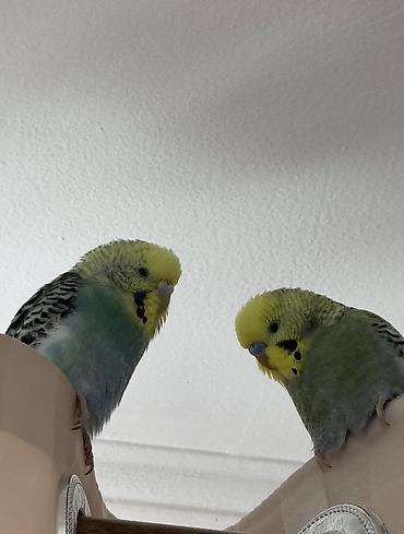Волнистые попугайчики (пара) - Вид: волнистые попугаи (Budgerigar) -